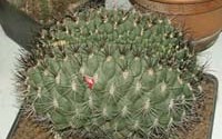 Gymnocalycium saglionis . . 