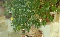 Gerardanthus lobatus А. Горбунова.