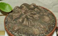 Dioscorea mexicana В. Крайнова.
