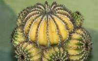 Uebelmannia pectinifera . . 