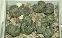Lithops otzeniana Н. Щелкуновой.