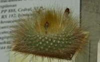 Parodia chrysacanthion А. Лукашова.