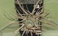 Tephrocactus articulatus Н. Федюкина.
