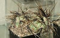 Tephrocactus alexanderi “fiambalensis” Г. Попова.