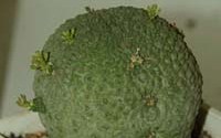Pseudolithos migiurtinus С. Старовойтова.